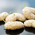 White Mulberry Tree
