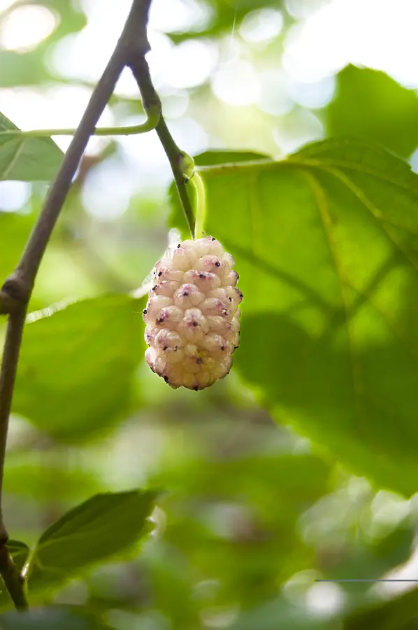 White Mulberry Tree