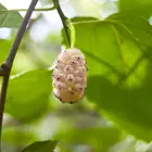 White Mulberry Tree