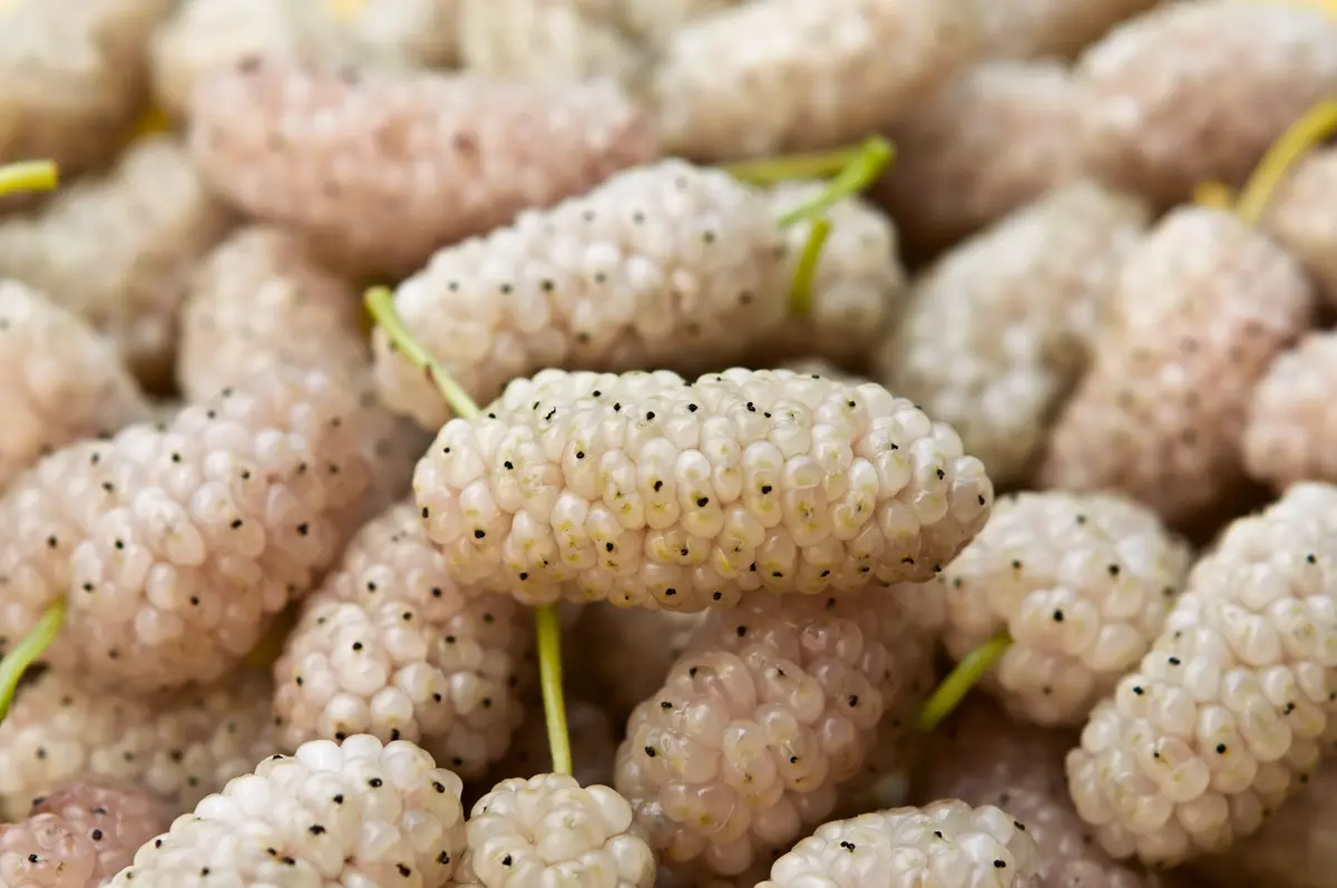 White Mulberry Tree