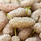White Mulberry Tree