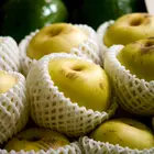 20th Century Asian Pear Tree