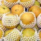 20th Century Asian Pear Tree