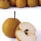 Shinseiki Asian Pear Tree