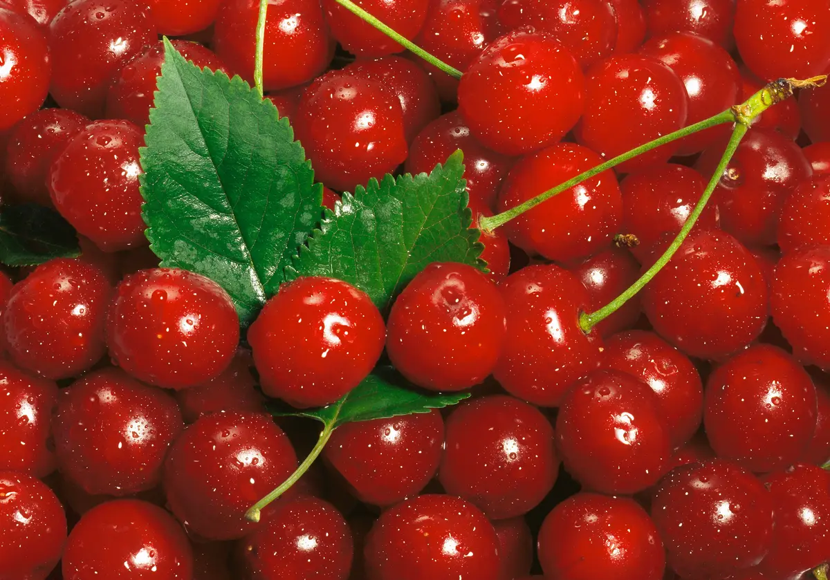 4-in-1 Combo Sweet Cherry Tree 4-in-1 Combo Sweet Cherry Tree