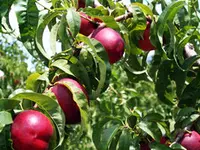 Arctic Fantasy Nectarine Tree