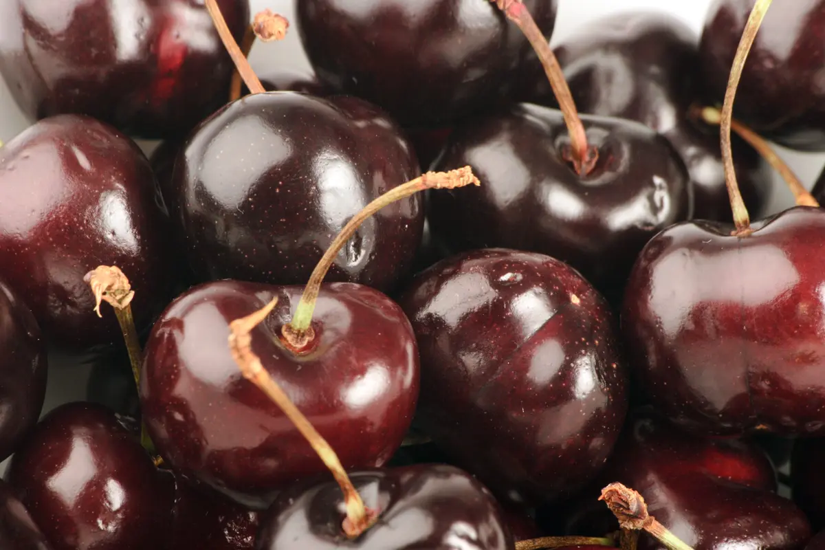 4-in-1 Combo Sweet Cherry Tree 4-in-1 Combo Sweet Cherry Tree