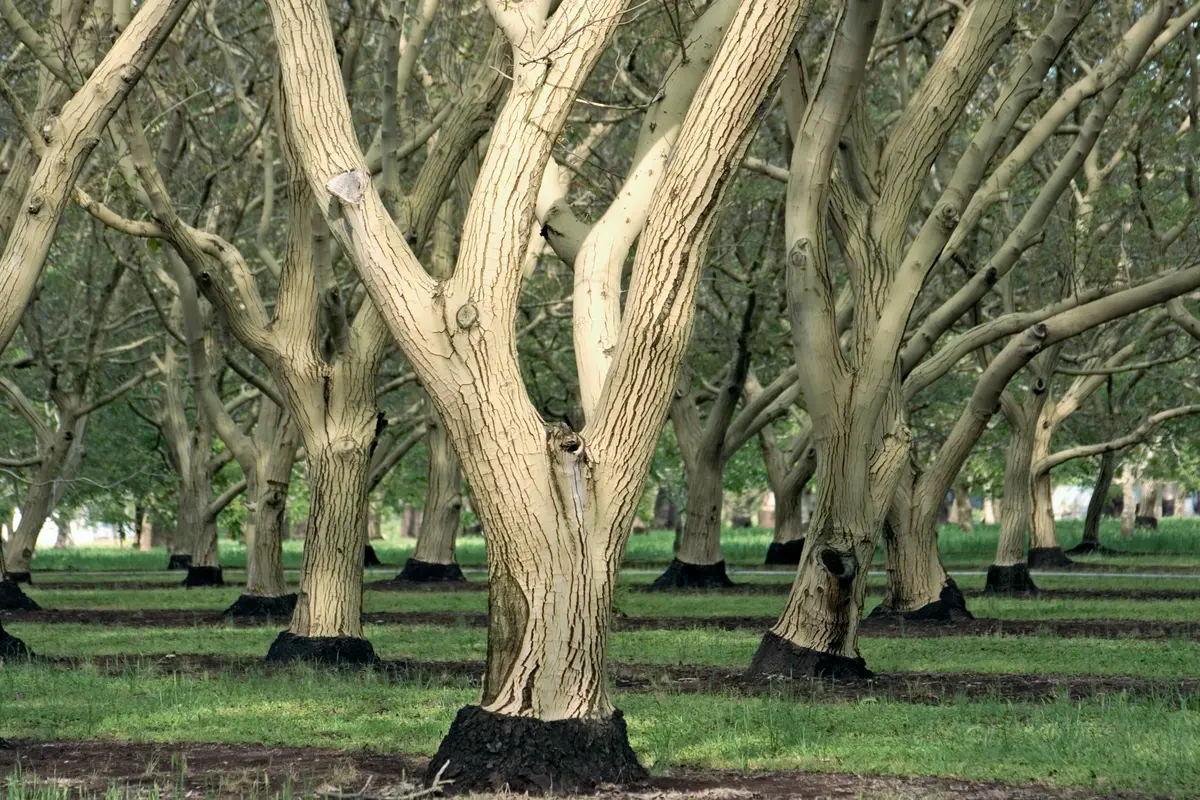 Chandler Walnut Tree Chandler Walnut Tree