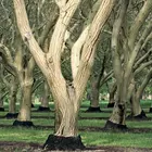 Chandler Walnut Tree