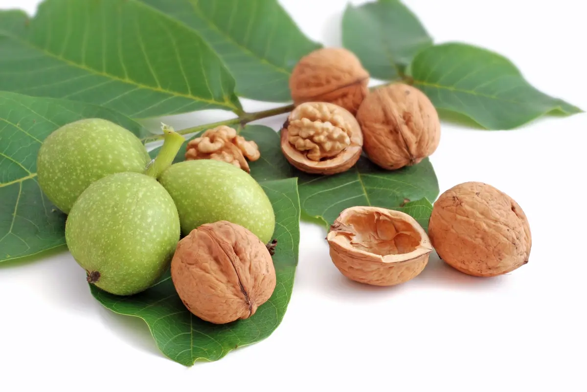 Chandler Walnut Tree Chandler Walnut Tree