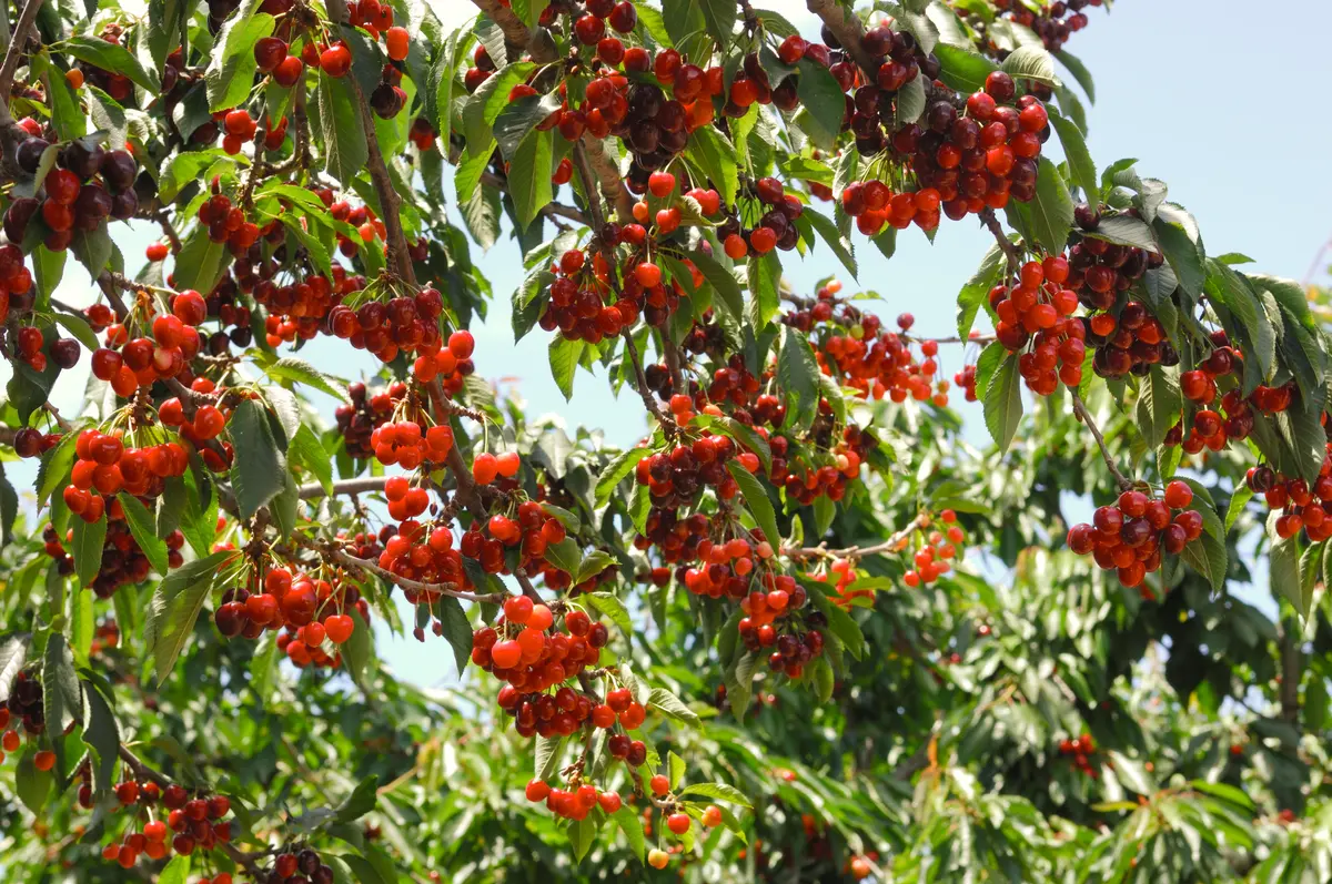 Tulare Cherry Tree