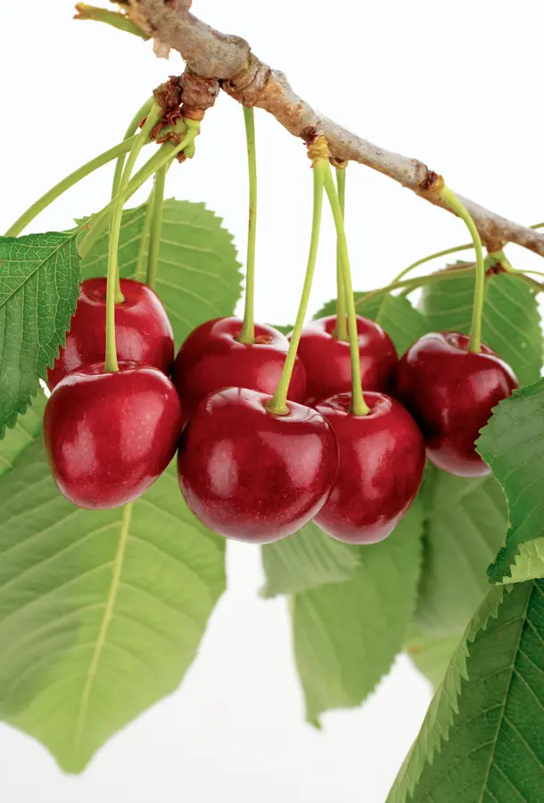 Tulare Cherry Tree