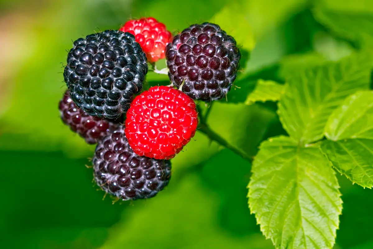 Cumberland Black Raspberry Plant Cumberland Black Raspberry Plant
