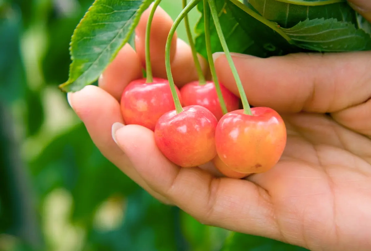Rainier Cherry Tree Rainier Cherry Tree