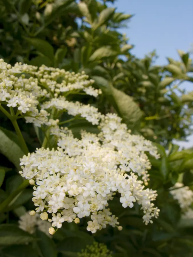 American Elderberry