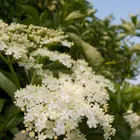 American Elderberry