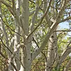 Hybrid Poplar Tree
