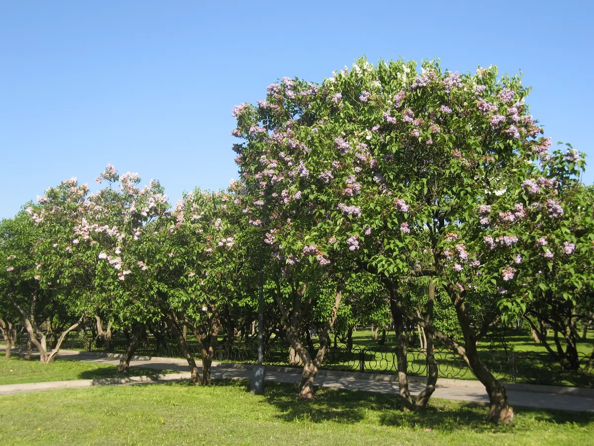 Purple Lilac Tree