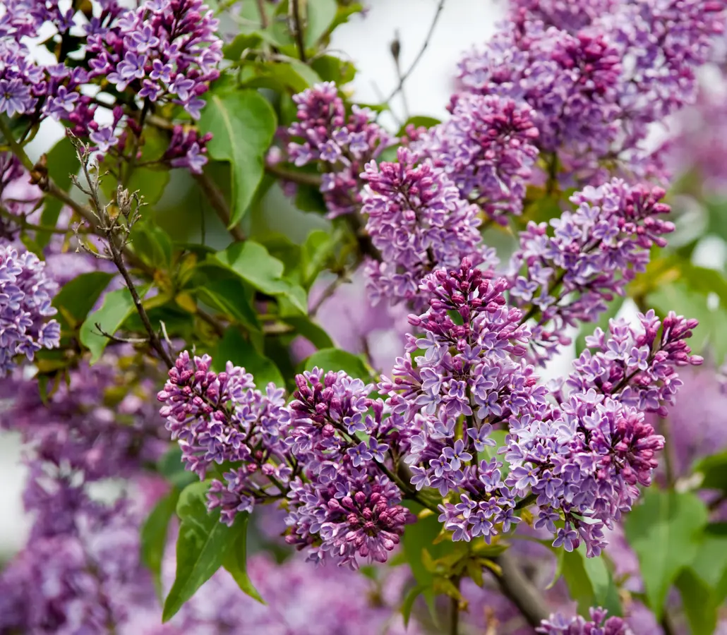 Purple Lilac Tree