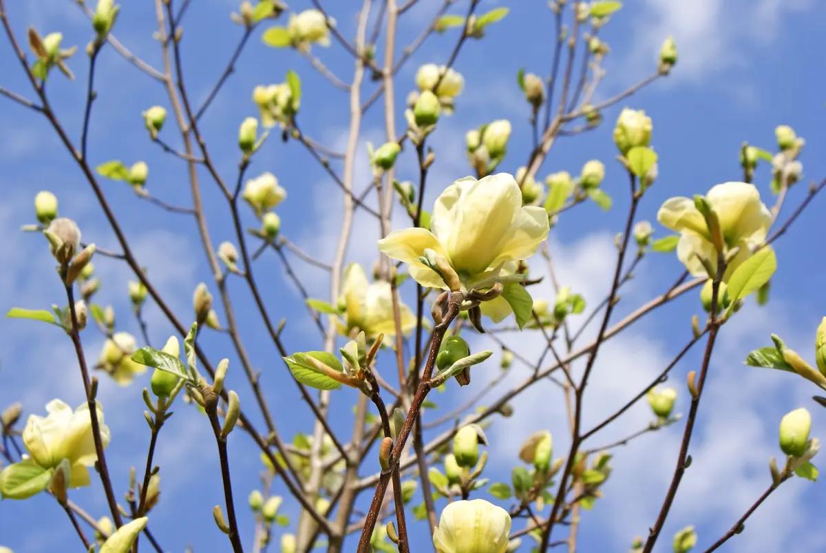 Cucumber Magnolia