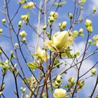 Cucumber Magnolia
