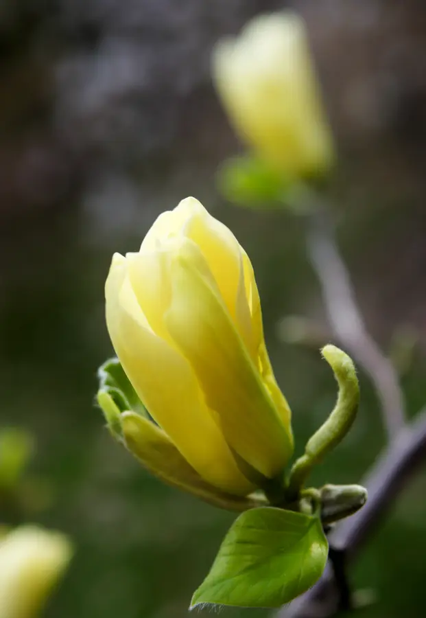 Cucumber Magnolia