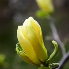 Cucumber Magnolia