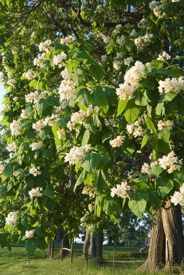 American Catalpa Tree