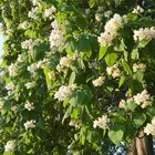 American Catalpa Tree