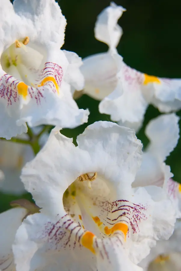 American Catalpa Tree