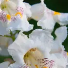 American Catalpa Tree