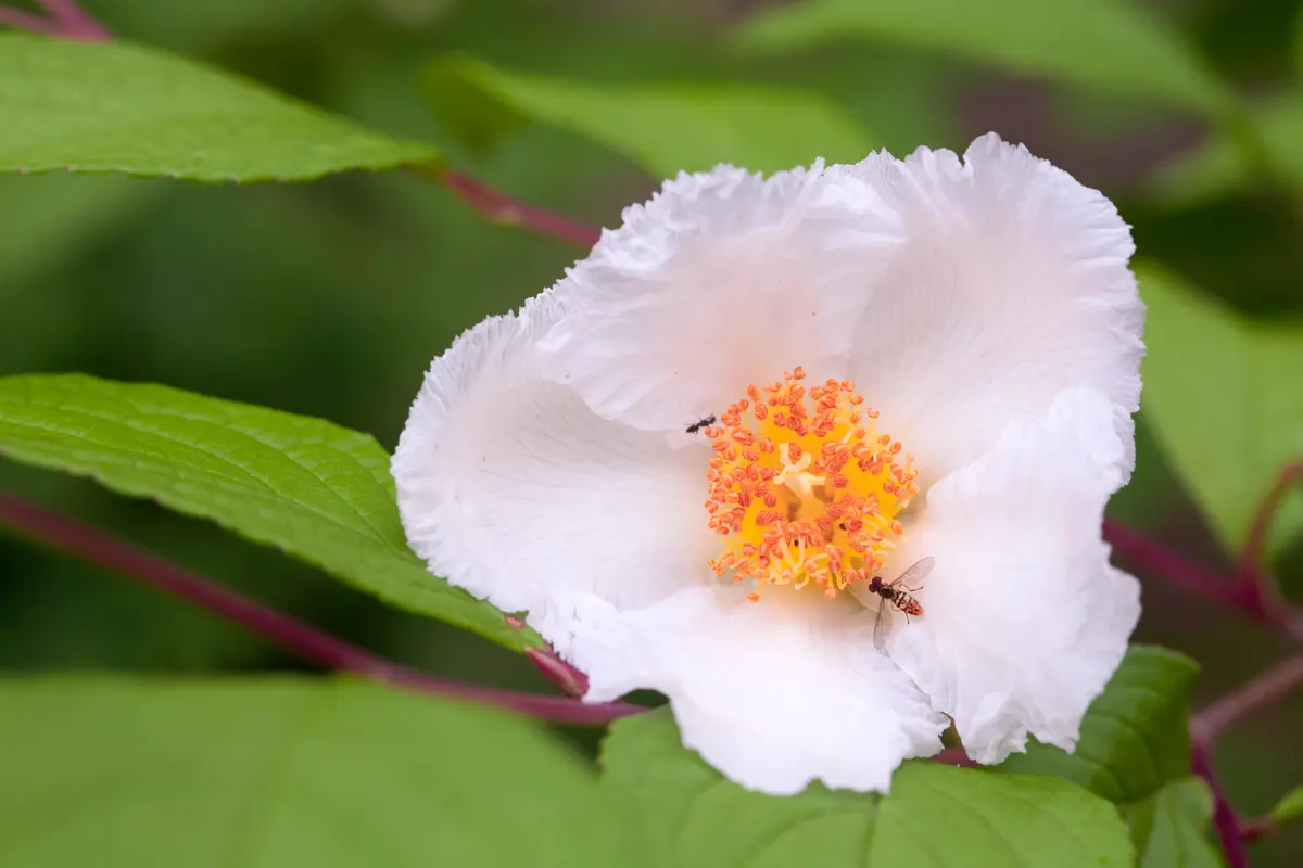 Korean Stewartia Tree Korean Stewartia Tree