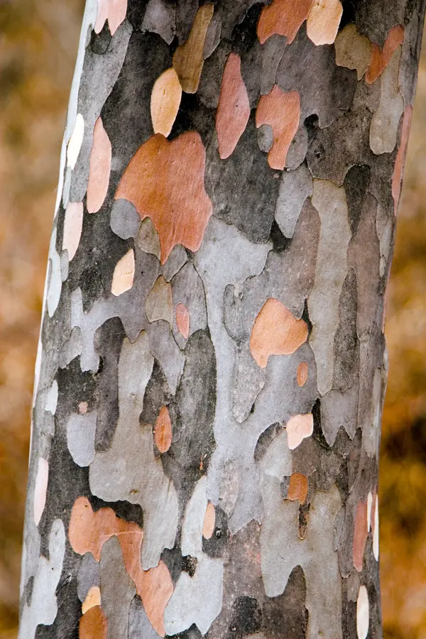 Korean Stewartia Tree Korean Stewartia Tree