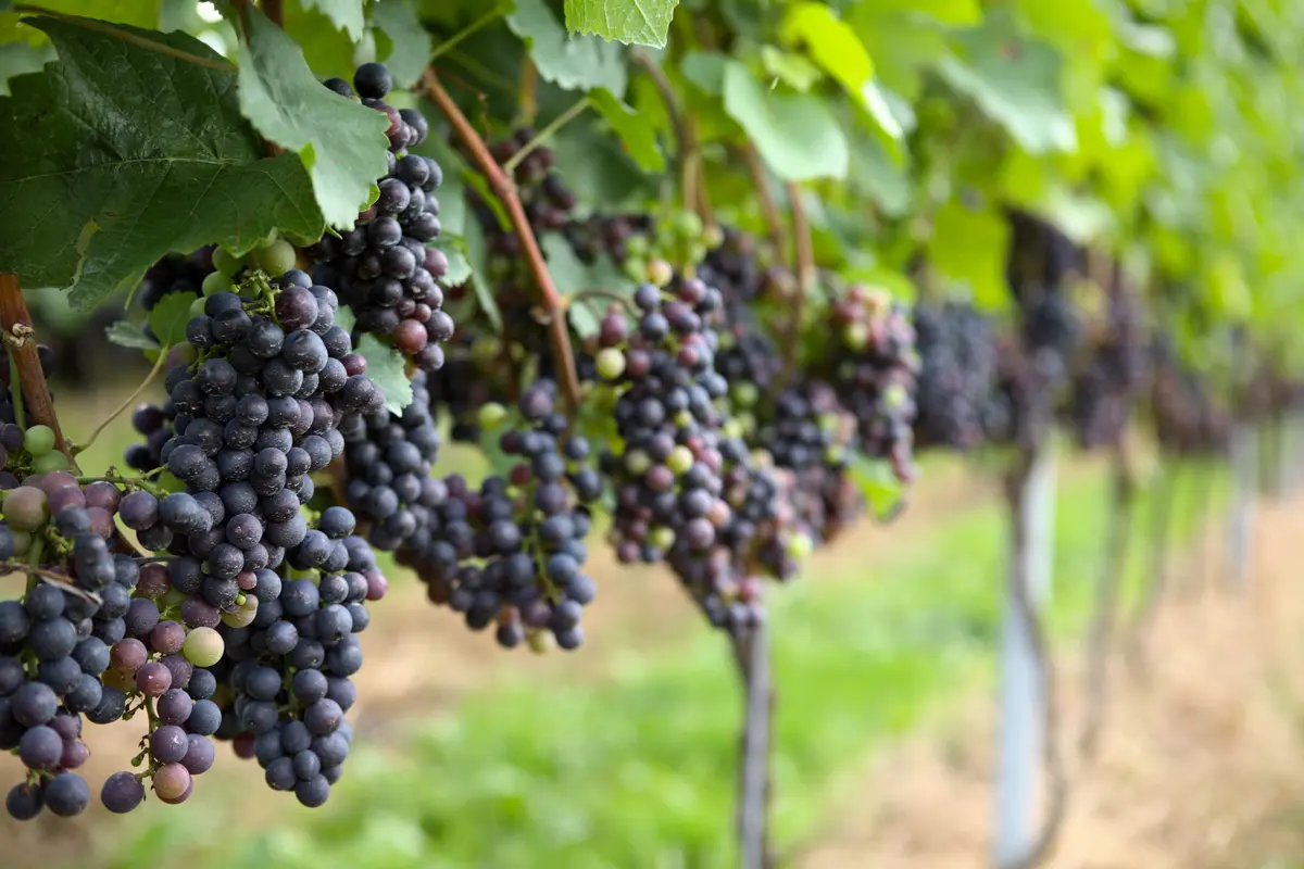 Champanel Grape Vine Champanel Grape Vine