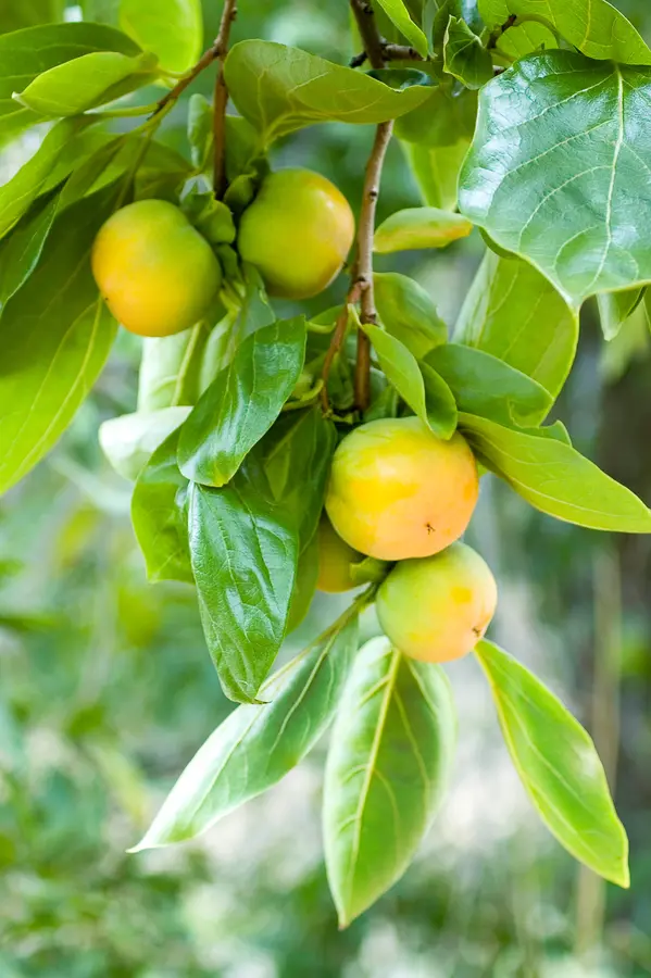 American Persimmon American Persimmon