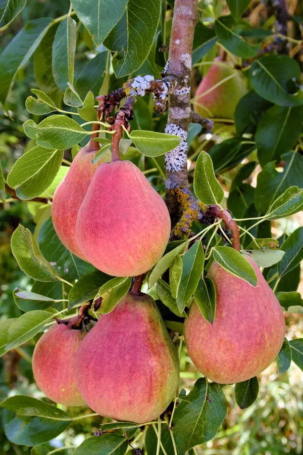 Sugar Pear Tree Sugar Pear Tree