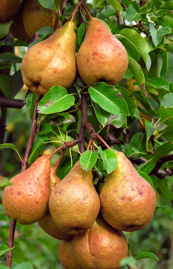 Pineapple Pear Tree
