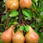 Pineapple Pear Tree