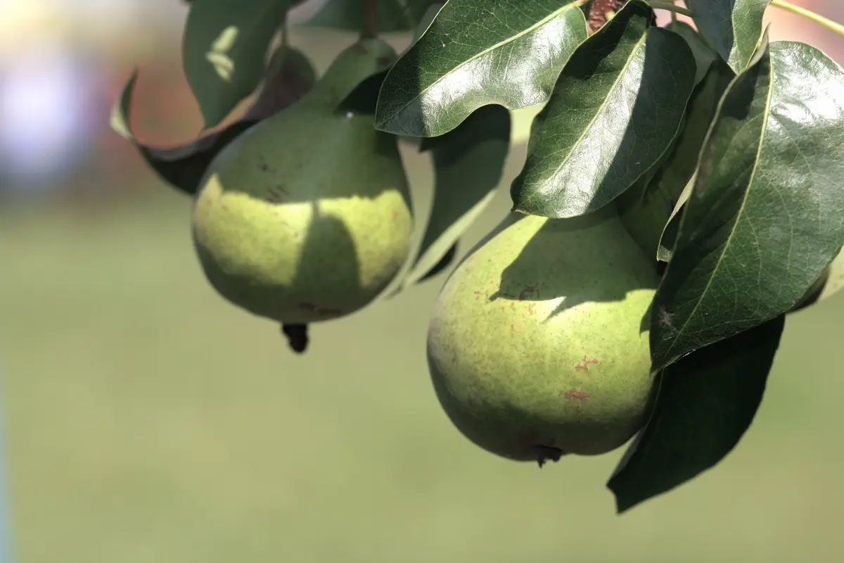 Hood Pear Tree Hood Pear Tree