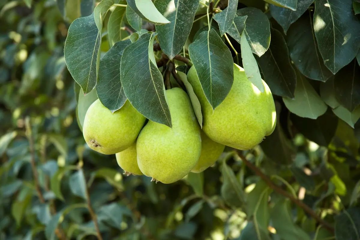 Hood Pear Tree Hood Pear Tree