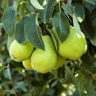Hood Pear Tree
