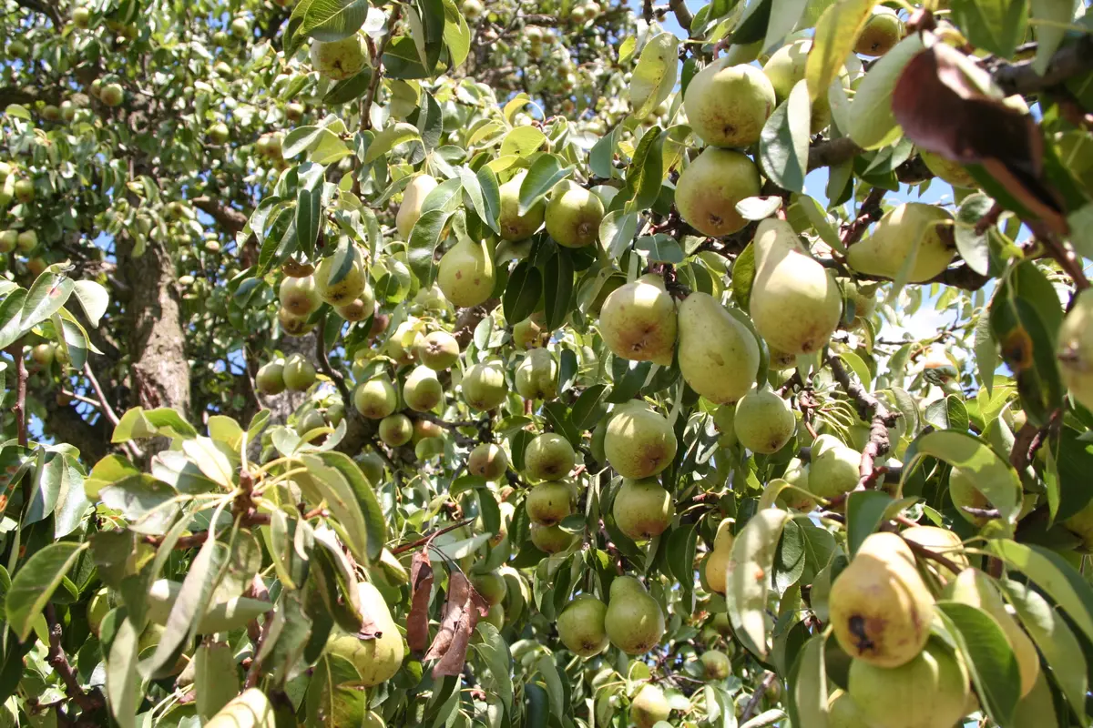 Hood Pear Tree Hood Pear Tree