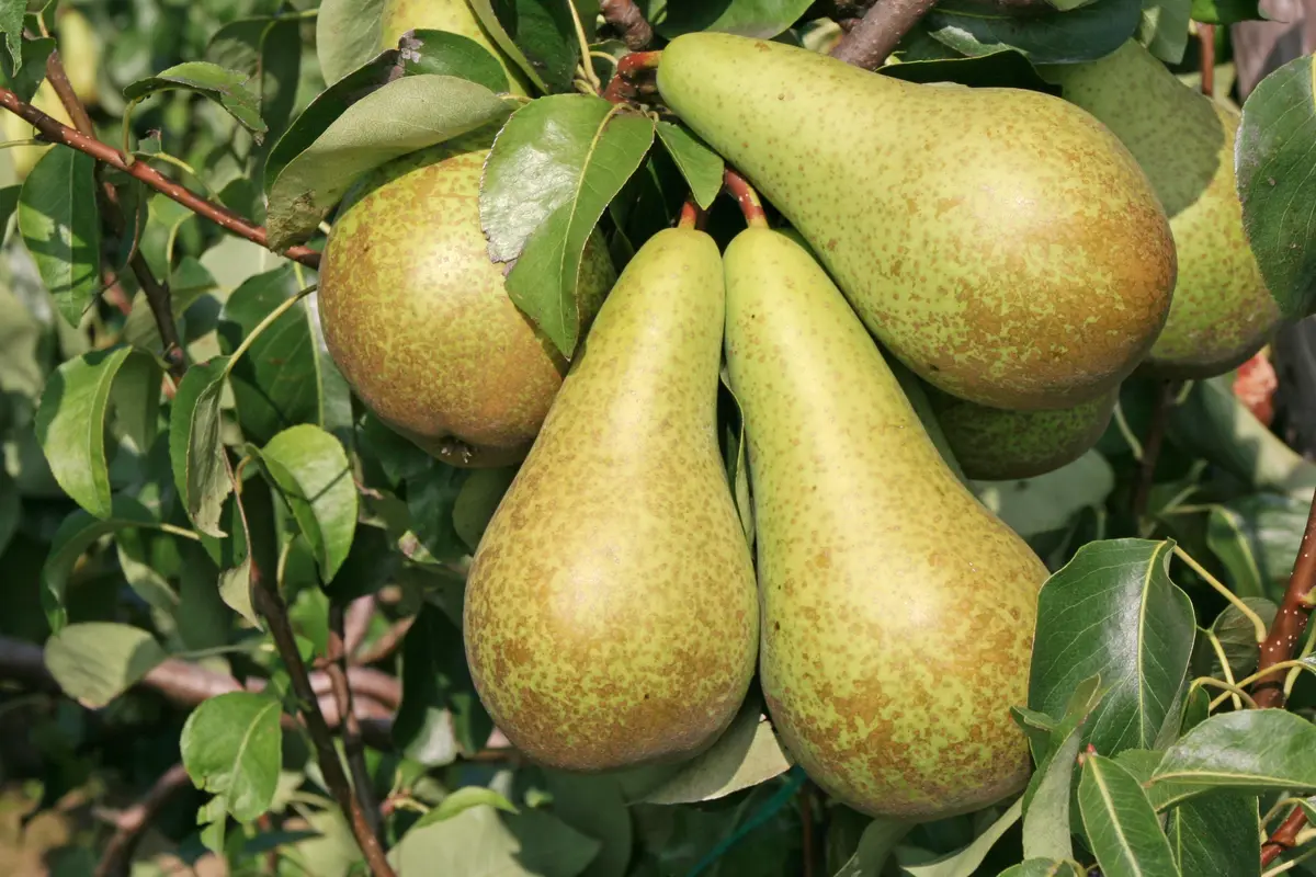 Bosc Pear Tree