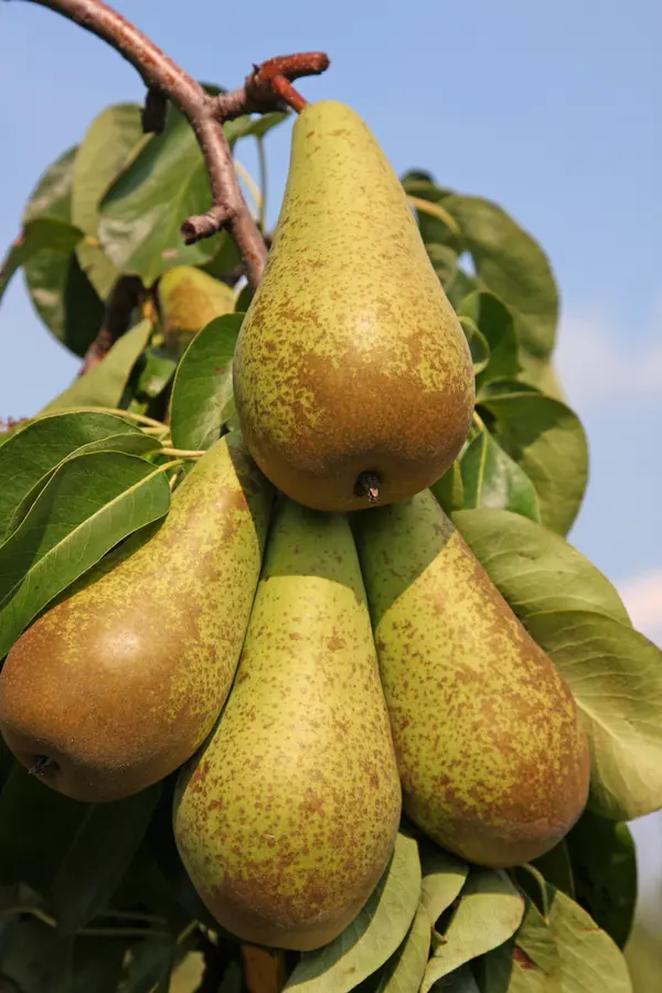Bosc Pear Tree