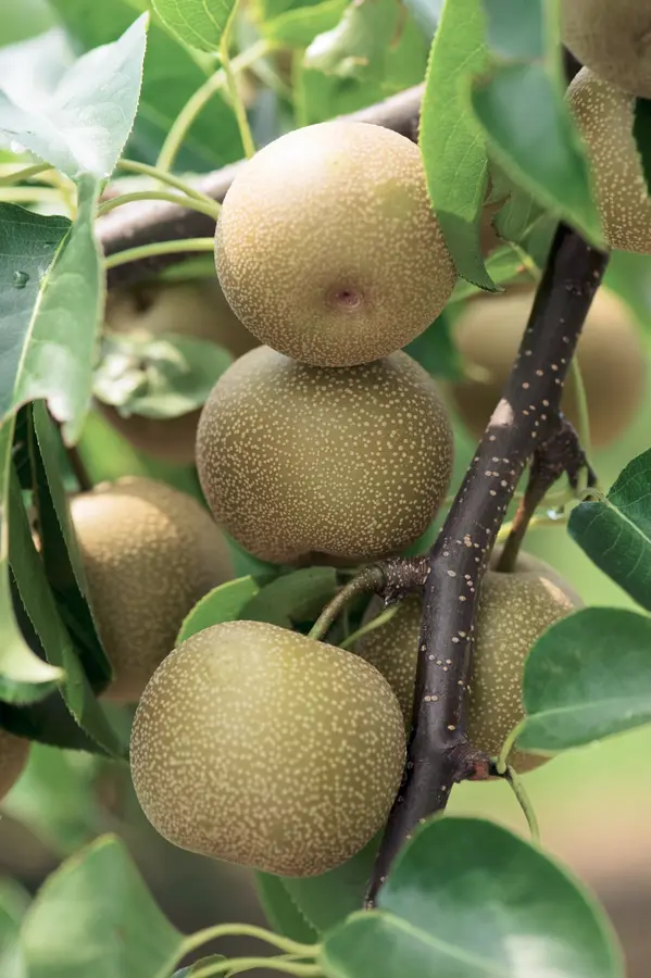 Chojuro Asian Pear Tree Chojuro Asian Pear Tree