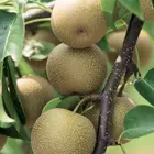Chojuro Asian Pear Tree
