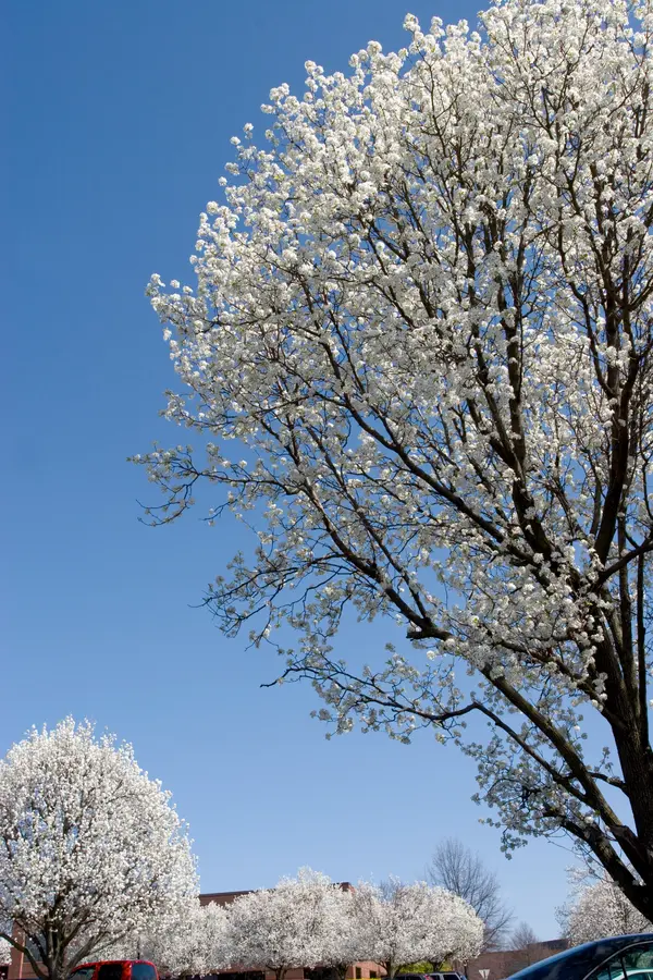 Bradford Flowering Pear Tree Bradford Flowering Pear Tree