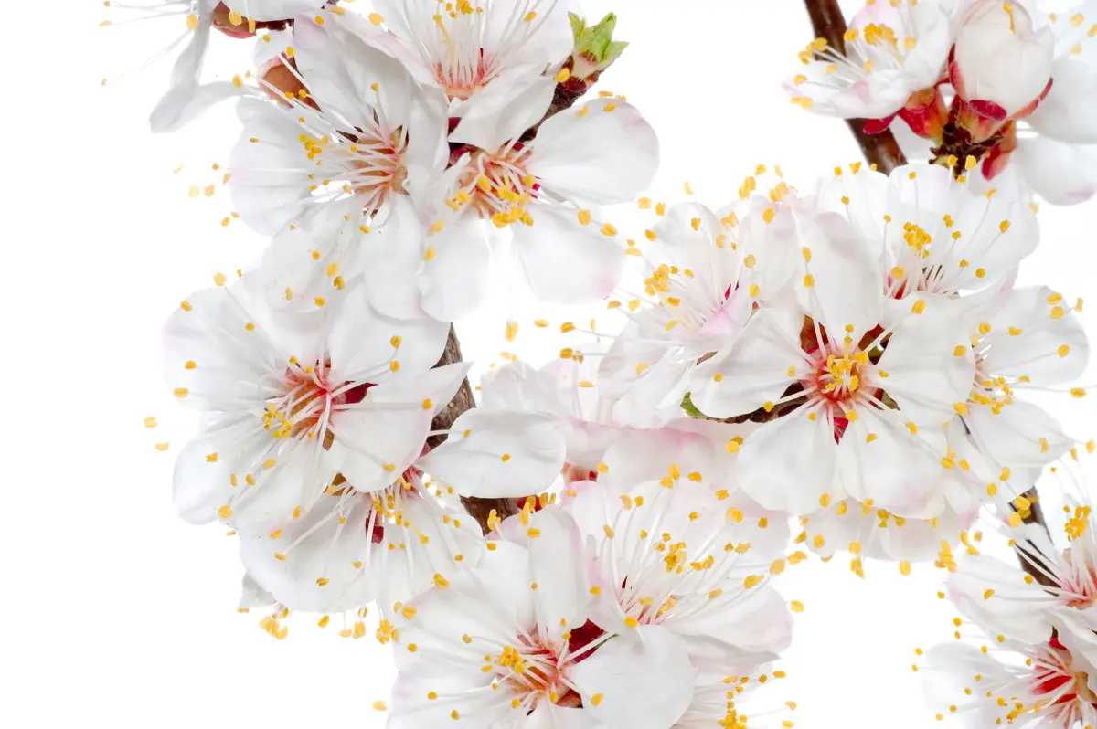 Weeping Snow Fountain Flowering Cherry Weeping Snow Fountain Flowering Cherry