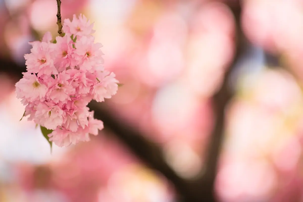 Subhirtella Flowering Cherry Subhirtella Flowering Cherry