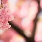 Subhirtella Flowering Cherry